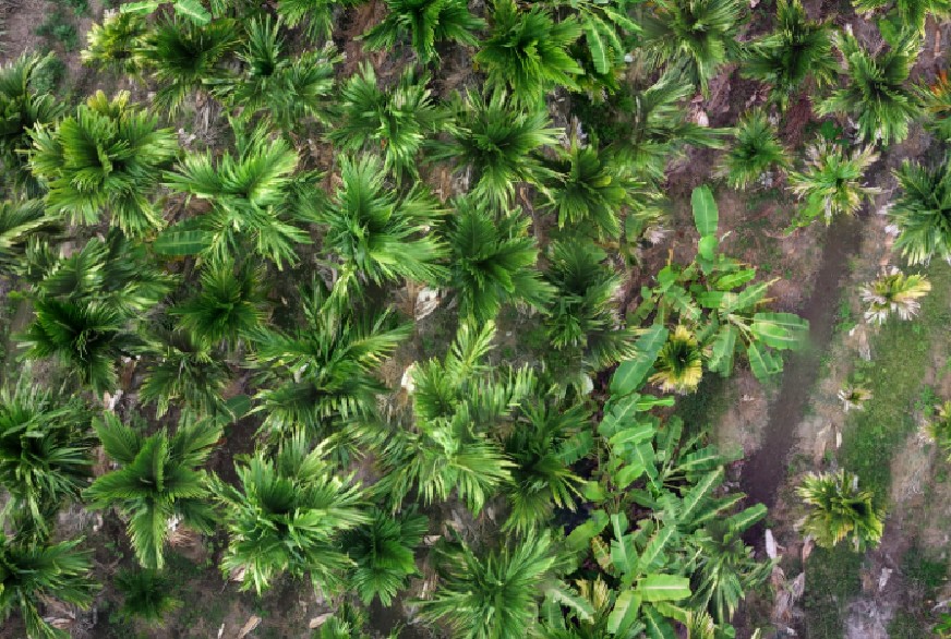Real colorful aerial drone photograph of an areca plantation