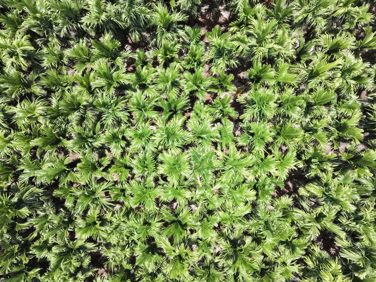 Aerial drone photo of a young areca palm plantation, top-down view of dense canopy rows