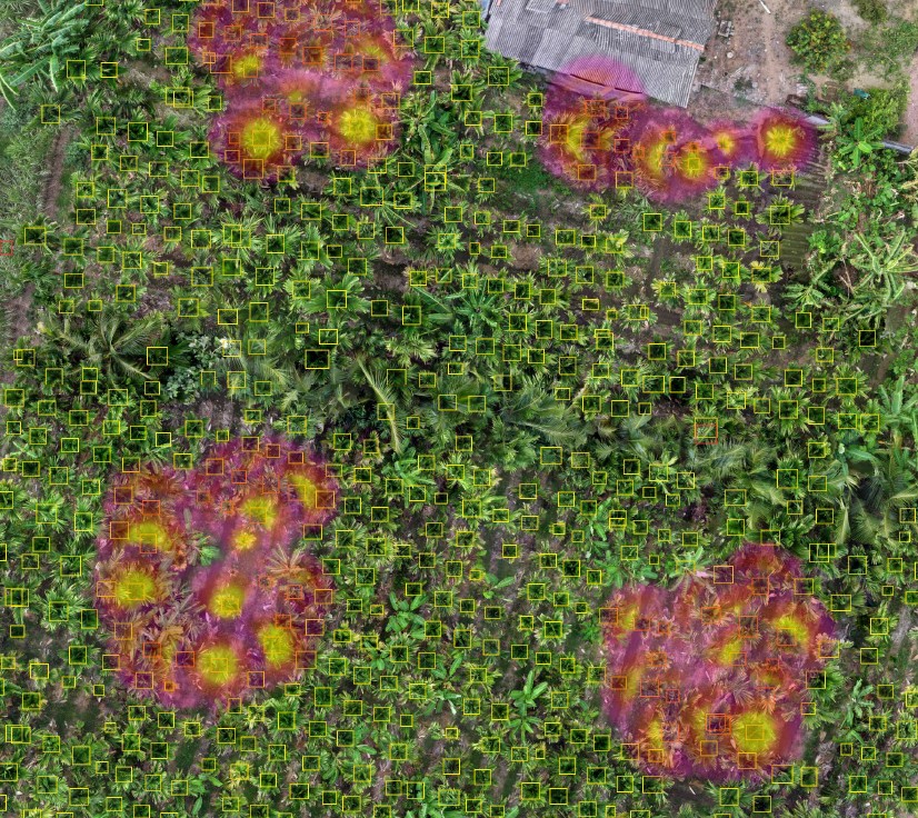 Aerial drone scan with a heatmap overlay highlighting visually stressed plantation patches