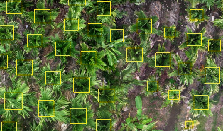 Aerial drone scan with detection boxes around individual palm canopies, showing visible bare-soil gaps between planted trees